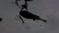 Oithona colcarva