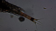 Oithona colcarva