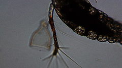 Oithona colcarva