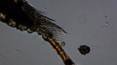 Oithona colcarva