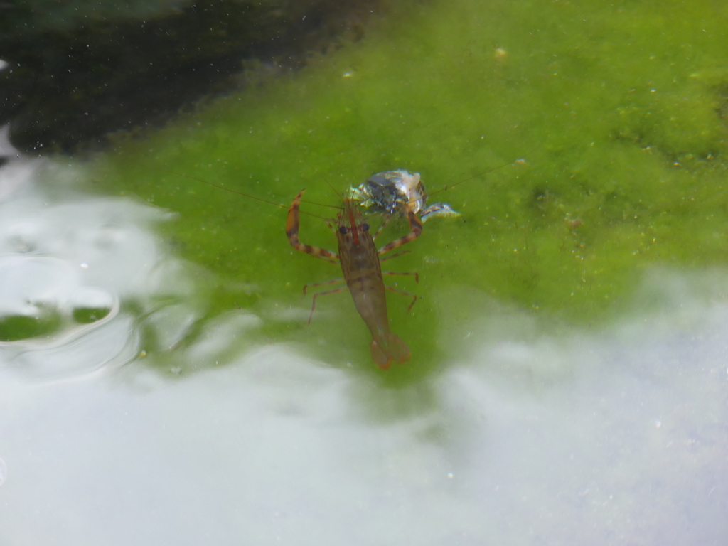 twoclaw shrimp