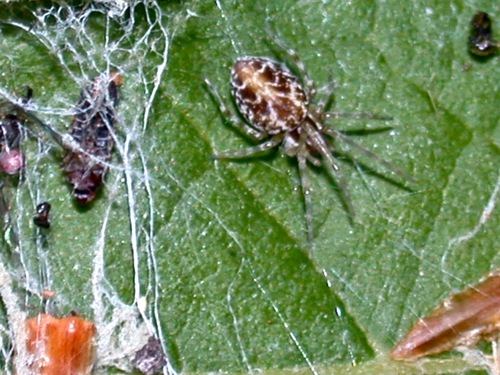 Mallos dugesi