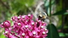 Megachile frigida
