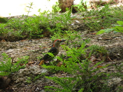 Melanerpes aurifrons