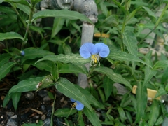 Commelina erecta