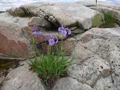 Iris hookeri