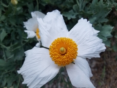 Romneya coulteri
