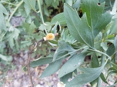 Romneya coulteri