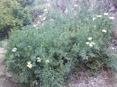 Romneya coulteri