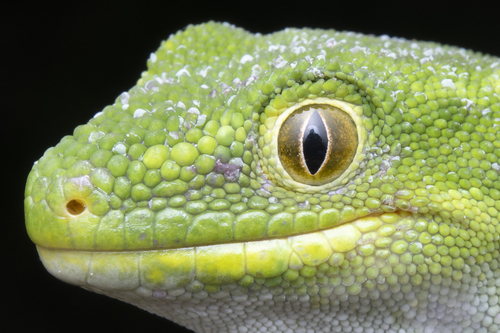 Starred Gecko (Naultinus stellatus)