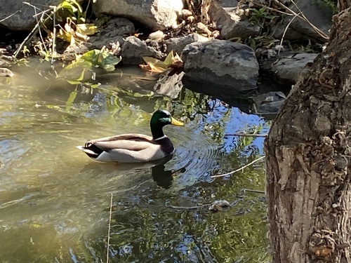 iNaturalist observation photo of Mallard
