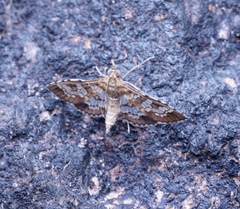 Sameodes cancellalis