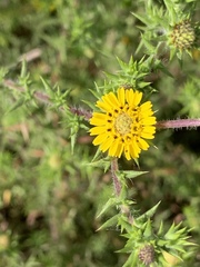 Centromadia parryi australis