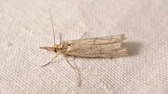 Chrysocrambus