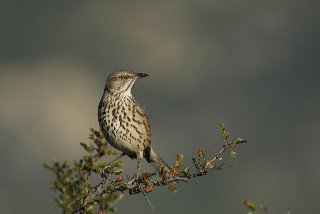 Sage Thrasher from Mina, N.L., México on November 9, 2024 at 04:44 PM ...