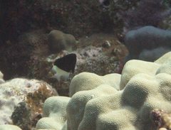 Pycnochromis dimidiatus