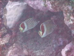 Chaetodon paucifasciatus