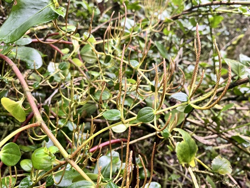 Peperomia fernandeziana (Peperomia fernandeziana)
