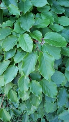 Actinidia