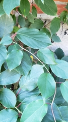 Actinidia