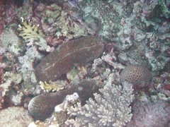Ctenactis