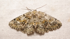 Cleorodes lichenaria