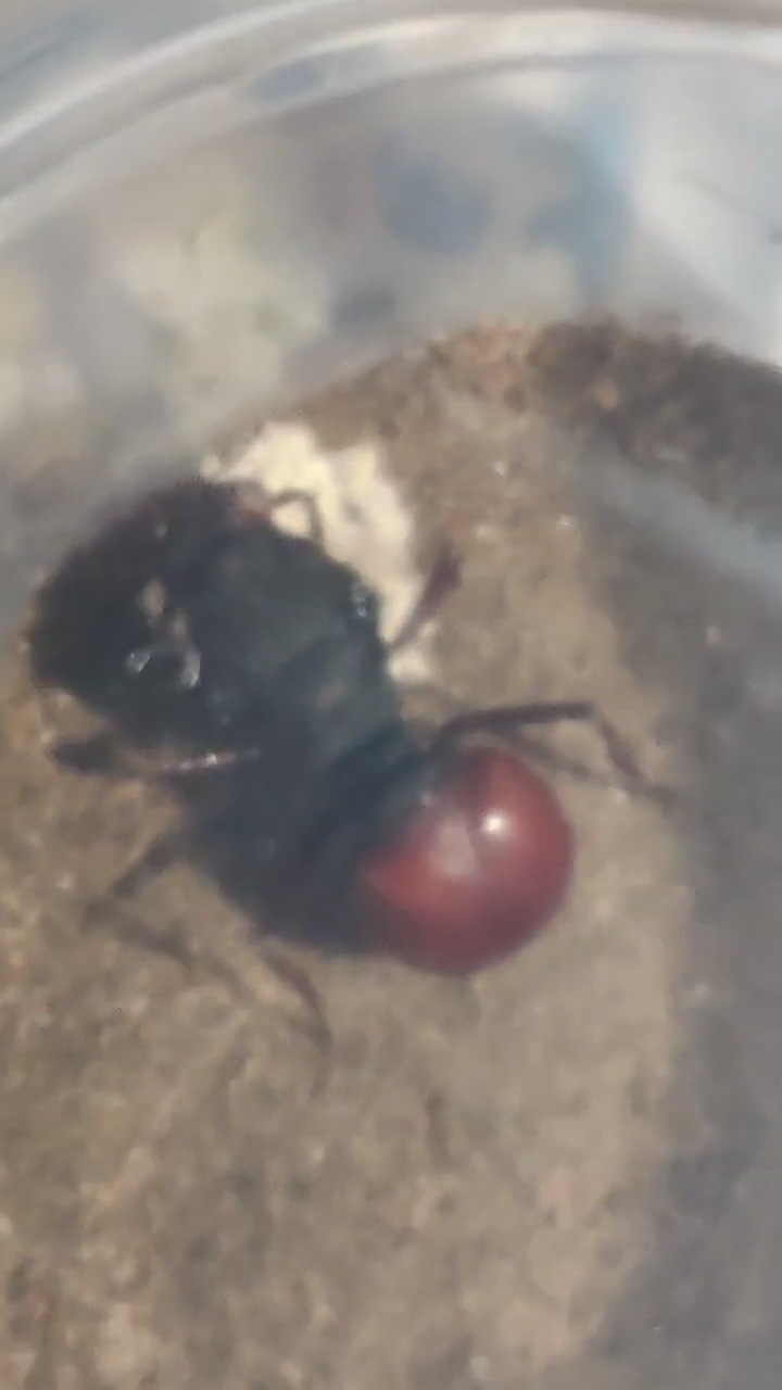 Atta bisphaerica