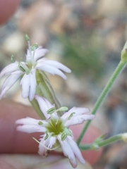 Silene douglasii