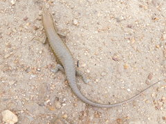 Trachylepis maculilabris