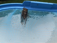 Megatibicen resonans