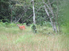 Tragelaphus spekii gratus