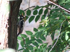 Dendrocopos leucopterus