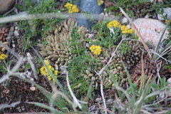 Oreoxis alpina