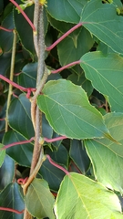 Actinidia