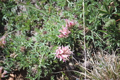 Trifolium dasyphyllum