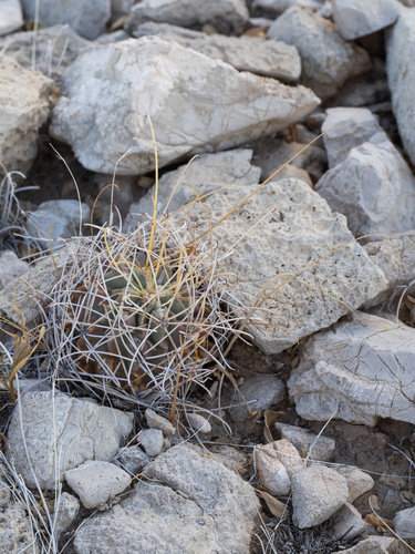 Image of Chihuahuan Fishhook Cactus (Glandulicactus uncinatus) by (c) Turner Brockman, some rights reserved (CC BY-SA)