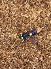 Urocerus gigas