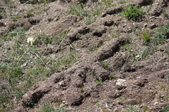 Thomomys talpoides