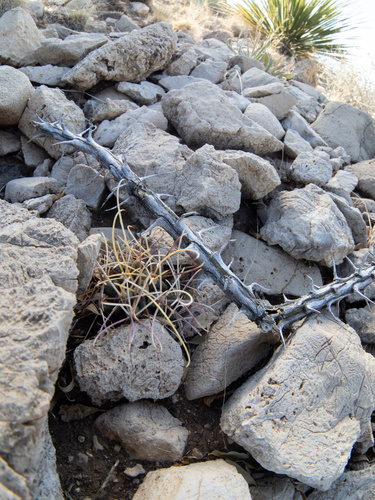 Image of Glandulicactus uncinatus by (c) Turner Brockman, some rights reserved (CC BY-SA)