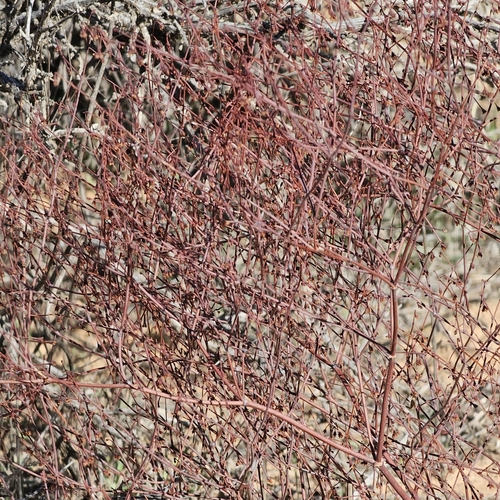 Image of Eriogonum cernuum by (c) Indio Brown, some rights reserved (CC BY)