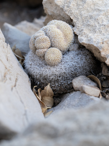 Image of Epithelantha micromeris by (c) Turner Brockman, some rights reserved (CC BY-SA)