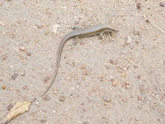 Trachylepis maculilabris