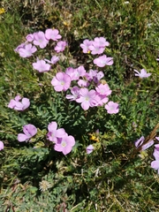 Linum viscosum
