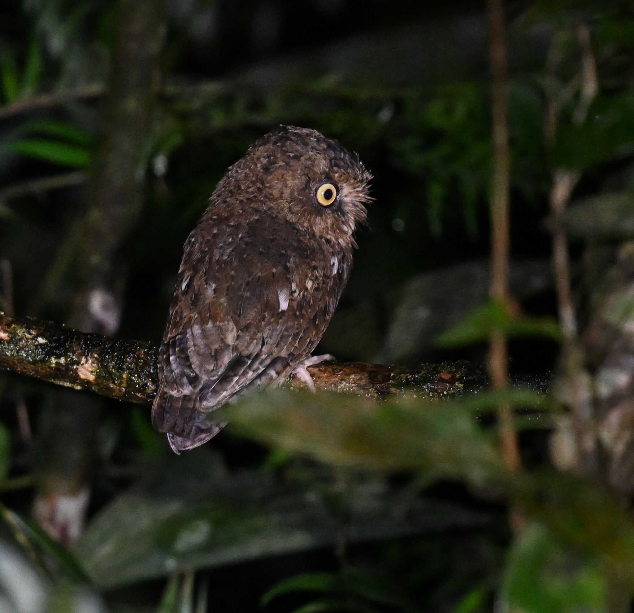 Mountain Scops Owl