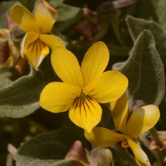 Viola praemorsa