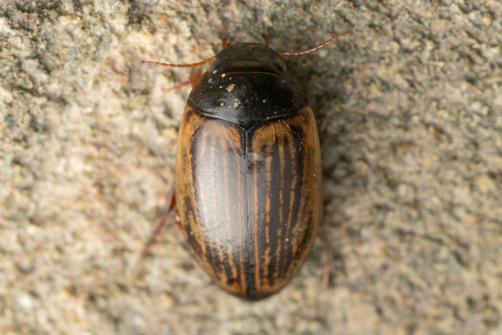 Ilybius lineellus