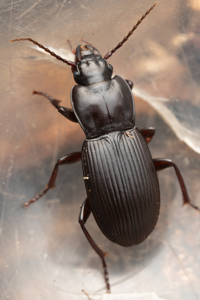 Pterostichus tarsalis