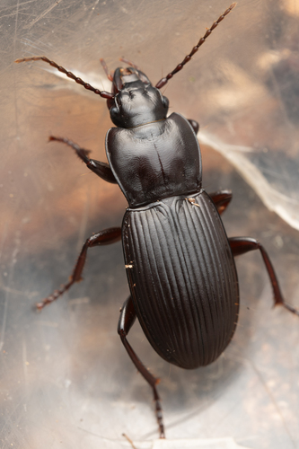 Pterostichus tarsalis