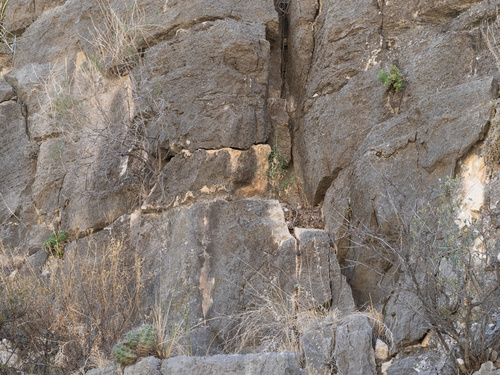 Image of Laphamia quinqueflora by (c) Turner Brockman, some rights reserved (CC BY-SA)