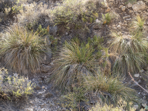 Nolina microcarpa